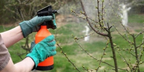 Kada mogu prskati voćke od štetočina